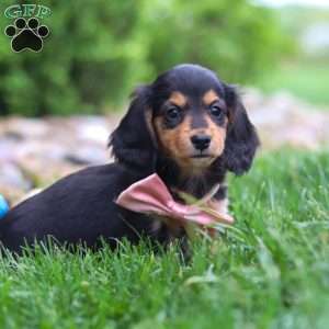 Barbie, Dachshund Puppy